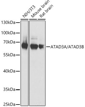 ATAD3A/ATAD3B Rabbit pAb