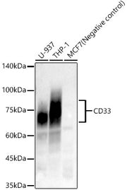 CD33 Rabbit mAb