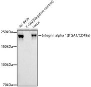 Integrin alpha 1 (ITGA1/CD49a) Rabbit mAb