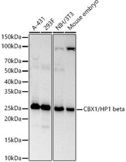 CBX1/HP1 beta Rabbit mAb