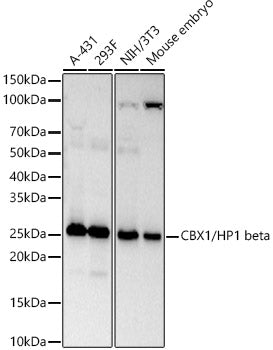 CBX1/HP1 beta Rabbit mAb