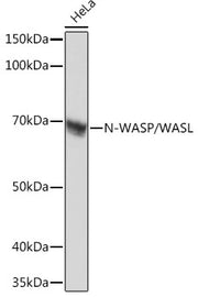N-WASP/WASL Rabbit mAb