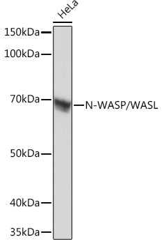 N-WASP/WASL Rabbit mAb