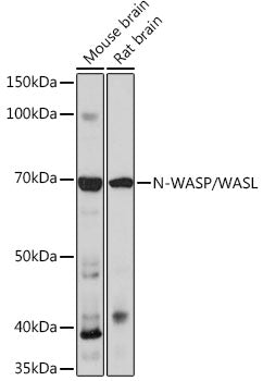N-WASP/WASL Rabbit mAb
