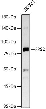 FRS2 Rabbit mAb