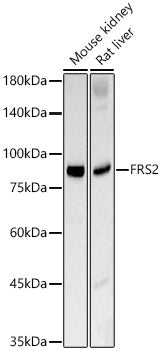 FRS2 Rabbit mAb