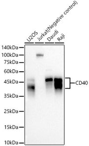 CD40 Rabbit mAb