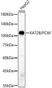 KAT2B/PCAF Rabbit mAb