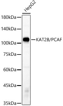 KAT2B/PCAF Rabbit mAb