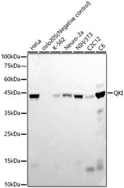 QKI Rabbit mAb
