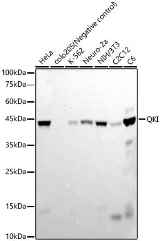 QKI Rabbit mAb