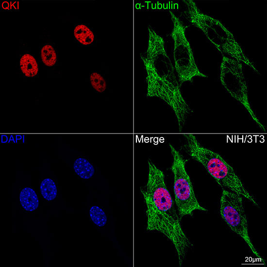QKI Rabbit mAb