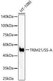 [KO Validated] TRIM21/SS-A Rabbit mAb