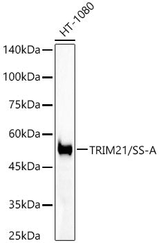 [KO Validated] TRIM21/SS-A Rabbit mAb