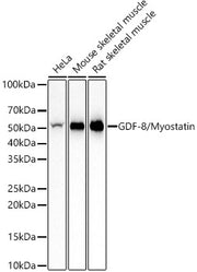 GDF-8/Myostatin Rabbit mAb