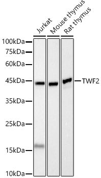 TWF2 Rabbit mAb