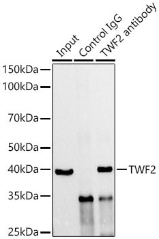 TWF2 Rabbit mAb