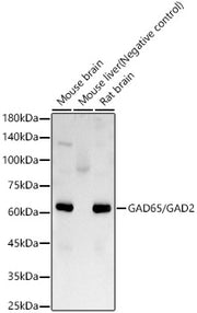GAD65/GAD2 Rabbit mAb