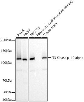 PI3 Kinase p110 alpha Rabbit mAb