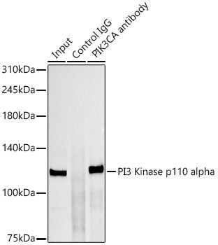 PI3 Kinase p110 alpha Rabbit mAb