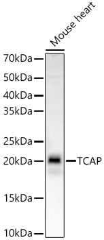 TCAP Rabbit mAb