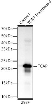 TCAP Rabbit mAb