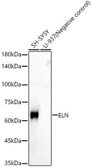 ELN Rabbit mAb