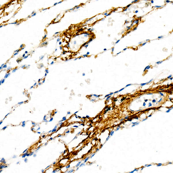 ELN Rabbit mAb