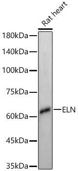 ELN Rabbit mAb