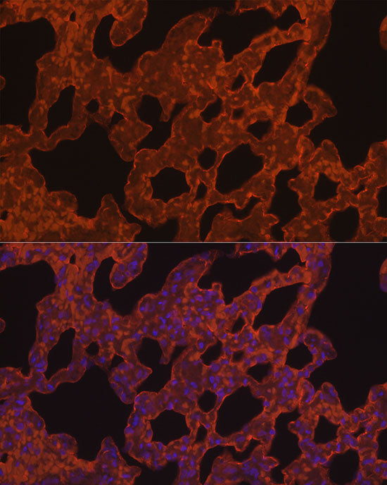 ELN Rabbit mAb