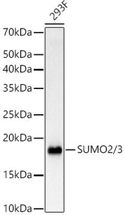 SUMO2/3 Rabbit mAb