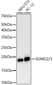 SUMO2/3 Rabbit mAb