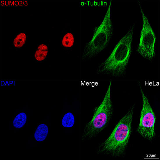 SUMO2/3 Rabbit mAb