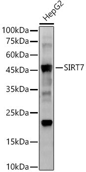 SIRT7 Rabbit mAb