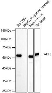 AKT3 Rabbit mAb
