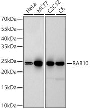 RAB10 Rabbit mAb