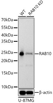 RAB10 Rabbit mAb
