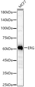 ERG Rabbit mAb