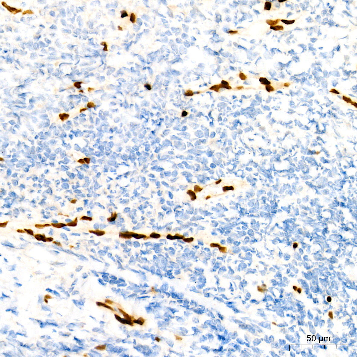 ERG Rabbit mAb