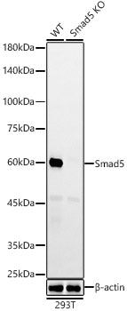 [KO Validated] Smad5 Rabbit mAb
