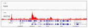 Acetyl-Histone H4-K12 Rabbit mAb