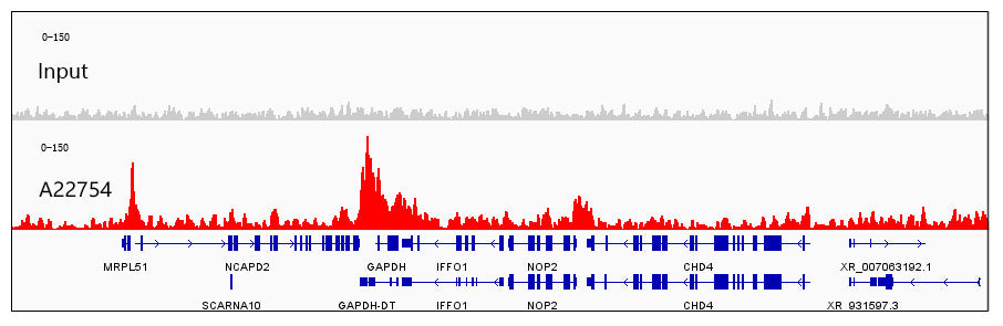 Acetyl-Histone H4-K12 Rabbit mAb