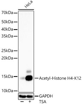 Acetyl-Histone H4-K12 Rabbit mAb