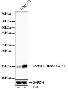 Acetyl-Histone H4-K12 Rabbit mAb