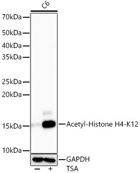 Acetyl-Histone H4-K12 Rabbit mAb