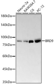 BRD9 Rabbit mAb