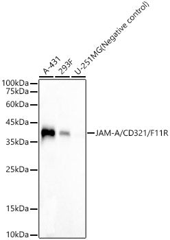JAM-A/CD321/F11R Rabbit mAb