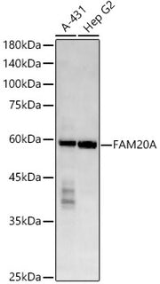 FAM20A Rabbit mAb