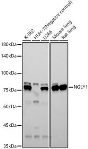 NGLY1 Rabbit mAb