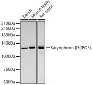Karyopherin β3 (IPO5) Rabbit mAb